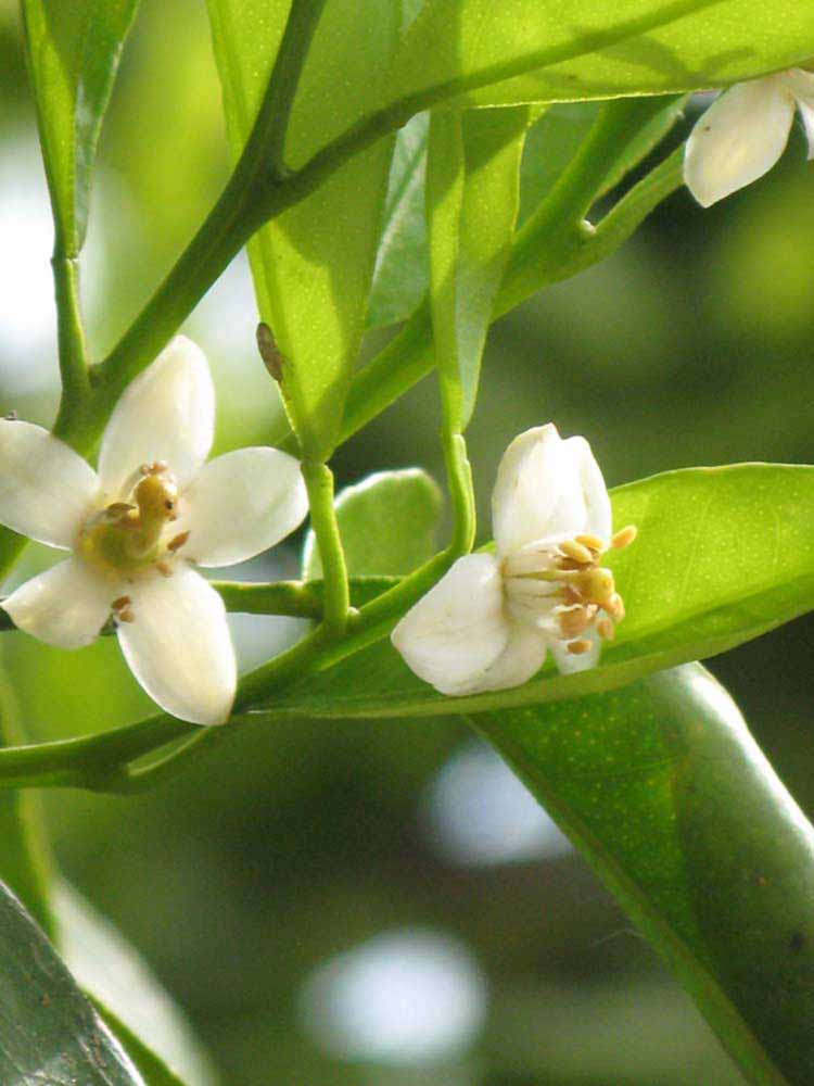              Flower (Riverside, CA)       